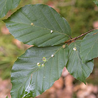 gall Dasineura rosaei